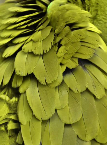 Φτερά κίτρινο μακώ — Φωτογραφία Αρχείου
