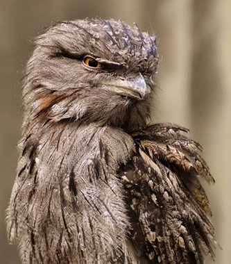 Tawny Frogmouth (Podargus Strigoides)