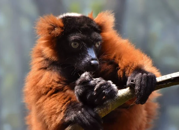 Kırmızı Yakalı Lemur (Varecia yakutu) — Stok fotoğraf