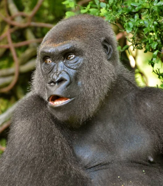 Retrato de gorila macho — Fotografia de Stock