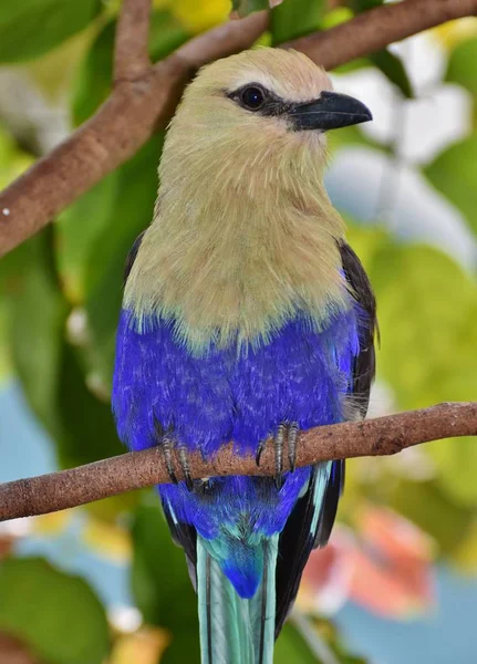 블루 배 불 뚝이 롤러 (coracias cyanogaster) — 스톡 사진