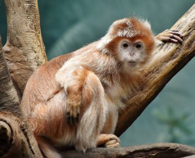 Java lutung (Trachypithecus hava)