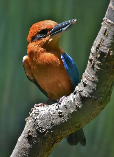 Guami jégmadár - Guami jégmadár (Todiramphus-cinnamominus) — Stock Fotó