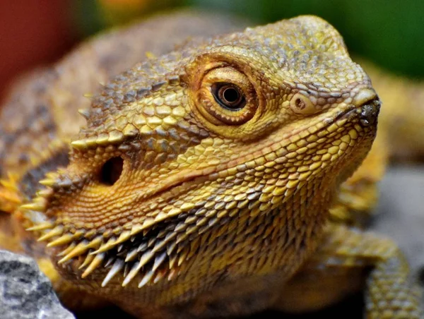 Bearded Dragon Lizard — Stock Photo, Image