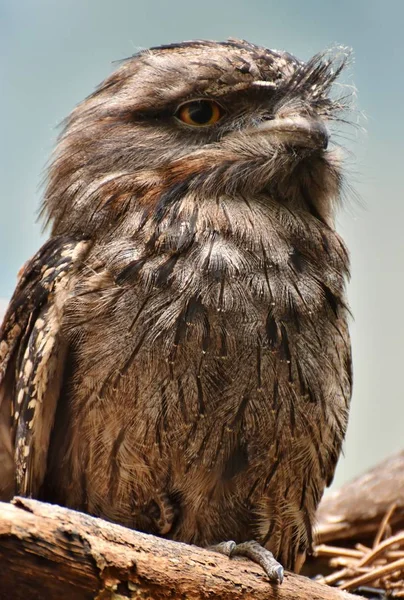 Tawny Frogmouth (Podargus strigoides) — Stock Photo, Image