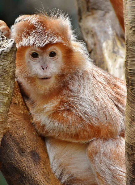 Lutung de Java (Trachypithecus auratus) — Foto de Stock