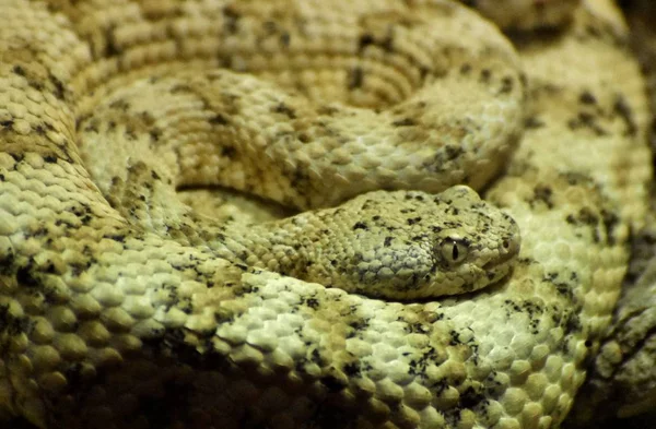 Yellow Speckled Rattlesnake (Crotalus mitchellii) — Stock Photo, Image