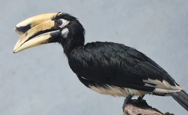 Doğulu Pied Hornbill (Anthracoceros albirostris) — Stok fotoğraf