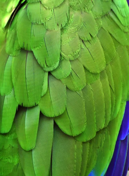 绿色的羽毛 — 图库照片