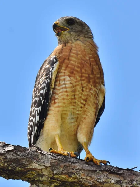 Red-Shouldered Hawk (Buteo lineatus) — Stock Photo, Image