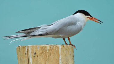 Forster'ın sumru (Sterna forsteri)