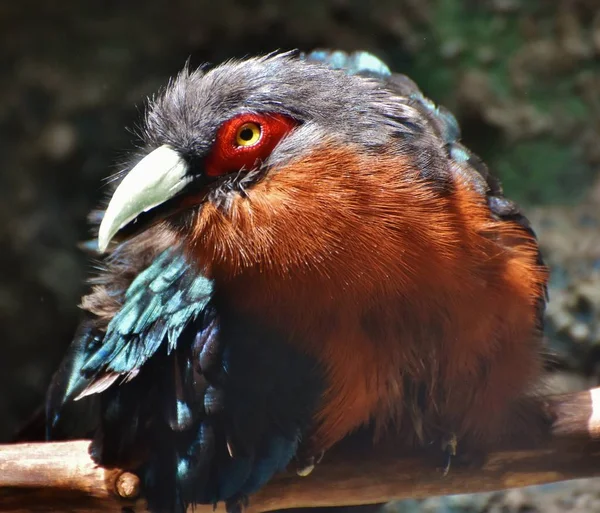 밤나무-가슴 Malkoha (Phaenicophaeus curvirostris) — 스톡 사진