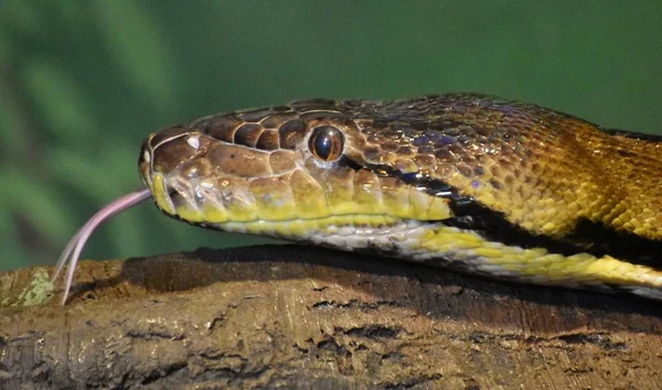 Python reticulado (Python reticulatus ) — Fotografia de Stock