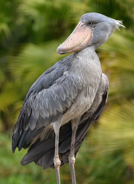 Shoebill čáp (balaeniceps rex) — Stock fotografie