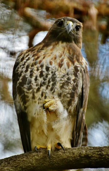 Red-Shouldered Hawk (Buteo lineatus)