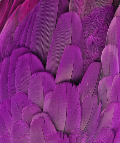 Purple Feathers of a Macaw Parrot — Stock Photo, Image