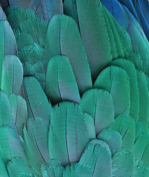 Plumas azules de un loro de guacamayo — Foto de Stock