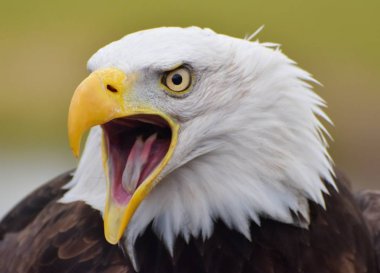 Bir Kel Kartal (Haliaeetus leucocephalus) yeşil orman arka planıyla çığlık atıyor.