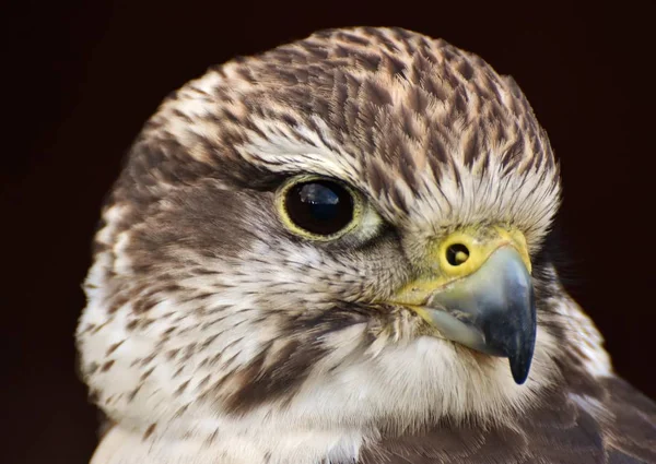 Falcon Saker Falco Cherrug Sur Fond Noir — Photo