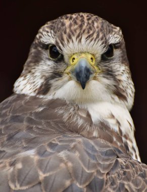 Siyah arkaplan üzerinde bir Saker Falcon (Falco cherrug).