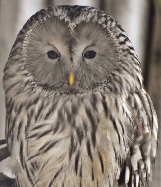 Bir orta ölçekli gece baykuş Avrupa ve Kuzey Asya'bulundu Ural baykuş (Strix uralensis) olduğunu.
