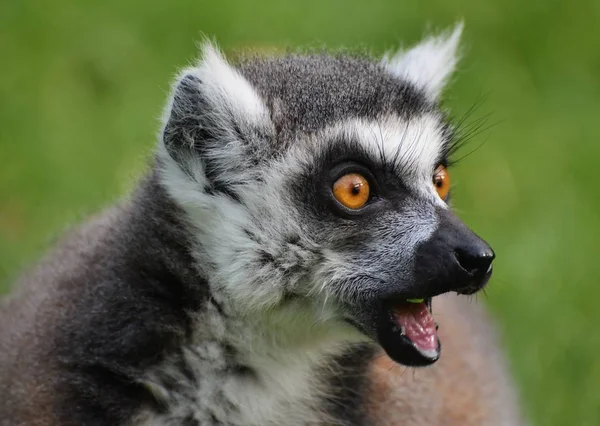 Лемур Lemur Catta Найденный Африканском Острове Мадагаскар — стоковое фото