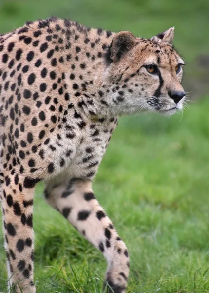 Uma Chita Acinonyx Jubatus Porção Serengeti África Oriental — Fotografia de Stock