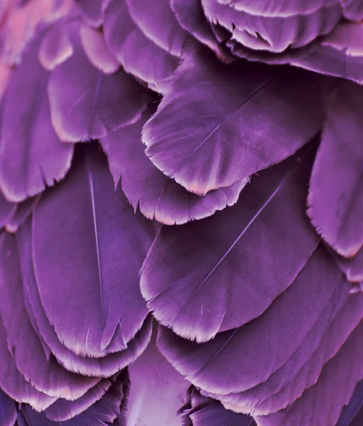 Close Van Violet Gekleurde Veren Van Een Ara — Stockfoto