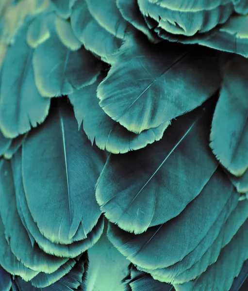 Closeup Turquoise Colored Feathers Macaw — Stock Photo, Image