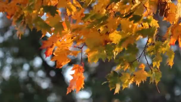 Gyllene höst, höst skog. Lönnträd i en solig park. — Stockvideo