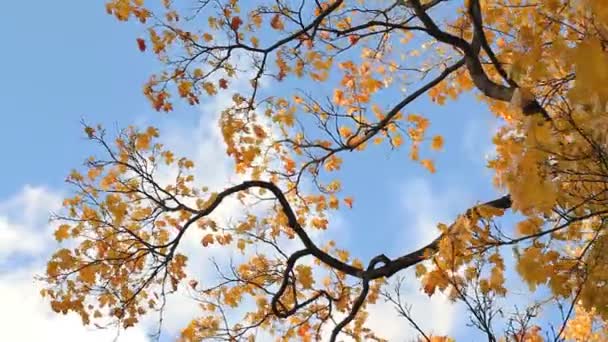 Automne, jour d'automne, parc d'automne . — Video