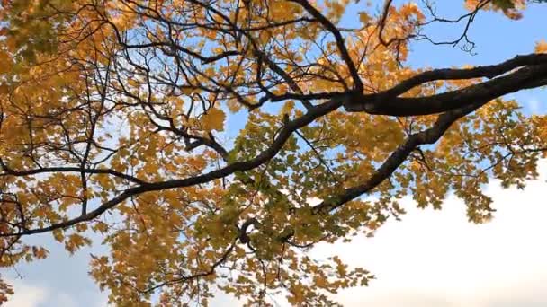 Outono dourado - bordo com folhas amarelas contra o céu e nuvens . — Vídeo de Stock