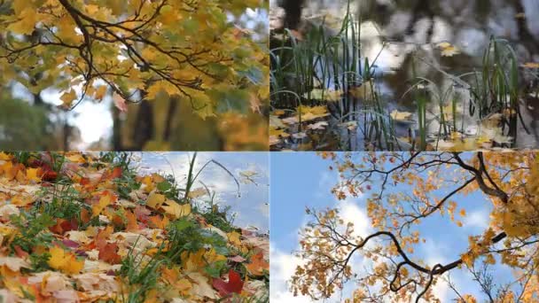 Jesienią, autumn dzień, jesienny park. Kolaż z widokiem na jesień las. — Wideo stockowe