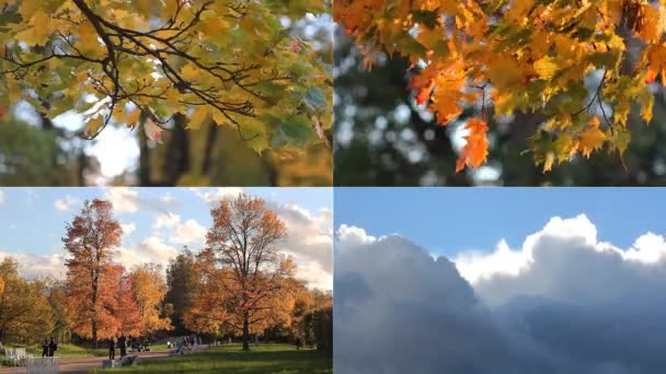 Jesienny nastrój. Słoneczny dzień w parku jesień. — Wideo stockowe