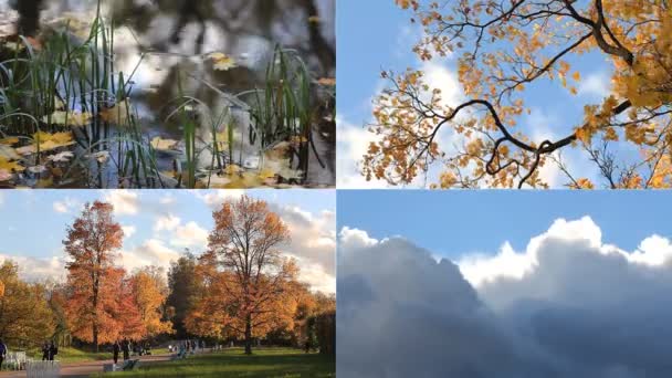 Podzimní nálada. Slunečný den v podzimním parku. — Stock video