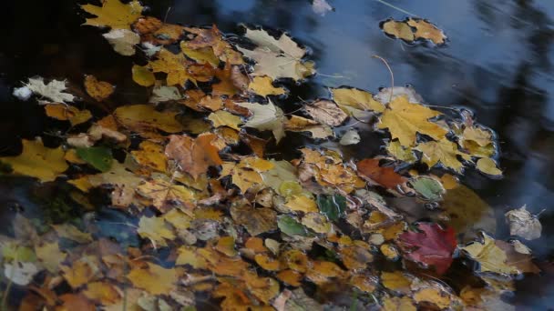 Autumn landscape. Colorful leaves floating on the river. — Stock Video