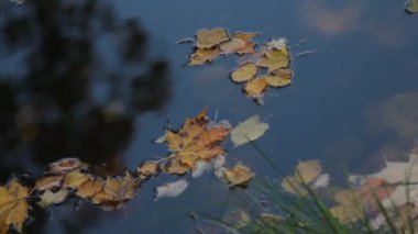 Sonbahar manzara. Gölde yüzen sonbahar yaprakları.