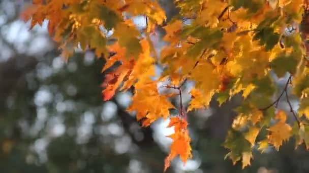 Drzewo klon z żółty i pomarańczowy liści na wietrze, w słoneczny park. — Wideo stockowe