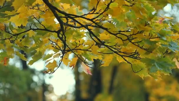 Höstens skog, hösten humör. — Stockvideo
