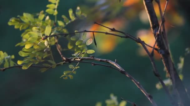 Paisagem de outono. Acacia ramo close-up em um fundo floresta de outono . — Vídeo de Stock