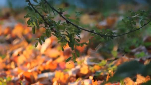 Foresta autunnale, giorno d'autunno. Ramo di acacia primo piano su fondo di foglie dorate distese a terra . — Video Stock