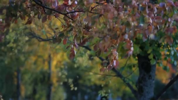 秋天的树林，秋天的公园。阳光灿烂的日子，在秋天的公园. — 图库视频影像