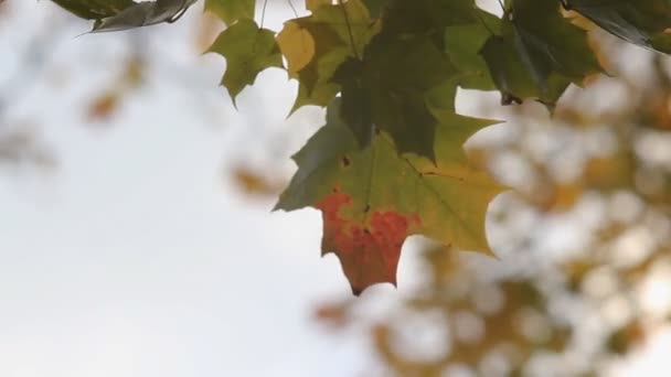 Hoja de otoño en el árbol. — Vídeo de stock