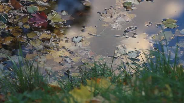 Na podzim. Lesní rybník s multi-barevné listy ve vodě. — Stock video