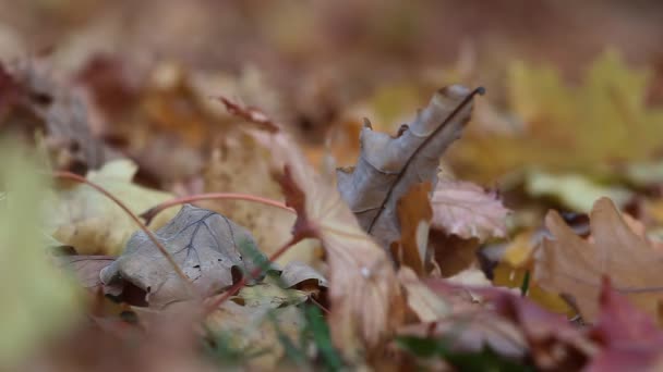 Spadek liści w lesie jesienią. Jesienne liście leżą na ziemi. — Wideo stockowe