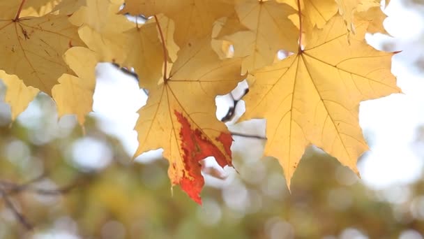 Goldener Herbst, fallende Blätter, sonniger Tag im Herbstpark. 