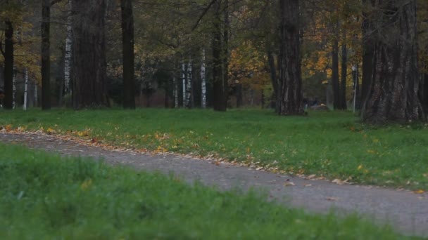 La carrozza nuziale - gli sposi vanno su parco di autunno in una carrozza tirata da cavalli bianchi . — Video Stock