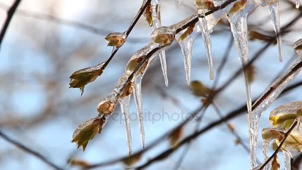 Wetteranomalien, Frost. große Eiszapfen an einem Baum. — Stockvideo