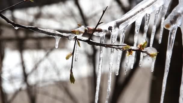 Bir ağaç üzerinde büyük buz sarkıtları. Hava anomaliler, frosts. — Stok video