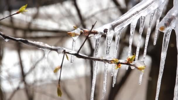 Våren trädet täckt med istappar. Frost på våren. — Stockvideo